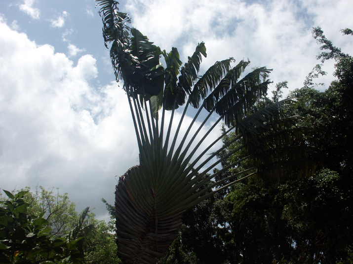 21a - Jardin Tropical 021.jpg - DCF 1.0